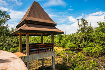 塔砰的一声运河首歌南红树林森林保护旅游