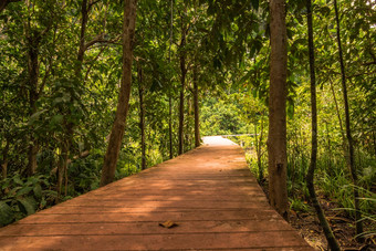 塔砰的一声运河首歌南红树林森林保护旅游