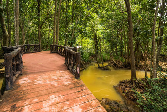 塔砰的一声运河首歌南红树林森林保护旅游