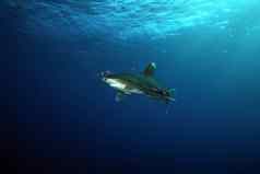 危险的大鲨鱼水下Safari埃及红色的海