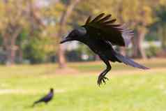 黑色的鸟乌鸦飞行面对疾病中期空气准备兰丁
