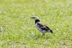 黑色的成卷的燕八哥鸟喂养绿色草场
