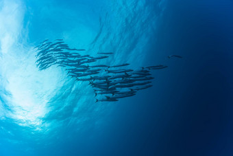 梭鱼水下图片苏丹红色的海潜水Safari