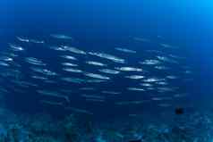梭鱼水下图片苏丹红色的海潜水Safari