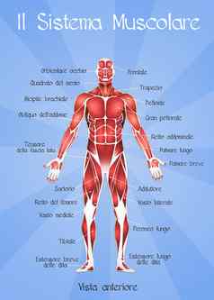 肌肉发达的系统