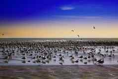 视图巨大的群海鸥海滩马里布加州