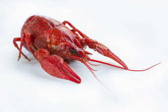 红色的煮熟的小龙虾爪子孤立的白色背景