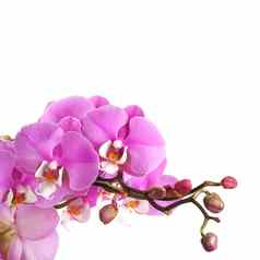 粉红色的有条纹的兰花花