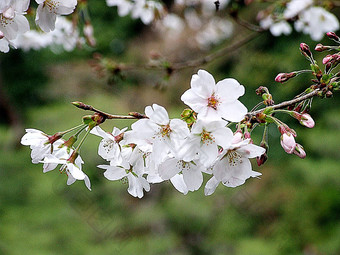 日本cherry-sakura<strong>自然</strong>背景