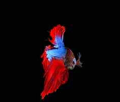 红色的蓝色的暹罗搏鱼战斗鱼完整的尾巴好伊索拉