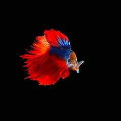 美丽的红色的尾巴暹罗搏鱼战斗鱼孤立的