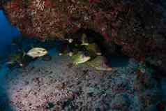 珊瑚生活潜水苏丹苏丹红色的海Safari