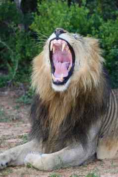狮子口开放显示牙齿