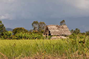马达加斯加传统的农村景观小屋