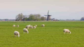 风车羊marrum弗里斯兰荷兰