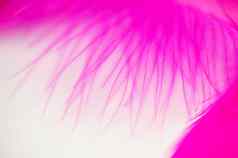 粉红色的纹理羽毛摘要背景的地方文本