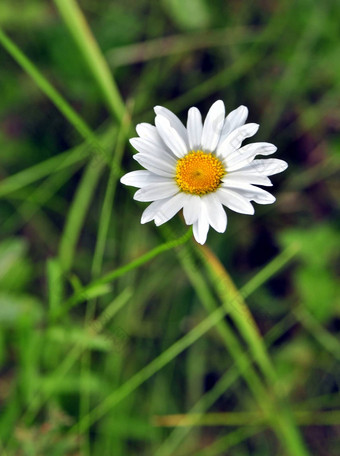 森林<strong>白色花绿色</strong>草