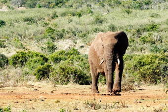 非洲<strong>大象</strong>提升腿