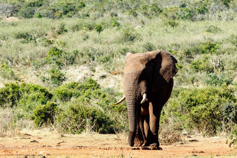 非洲大象站采取打破