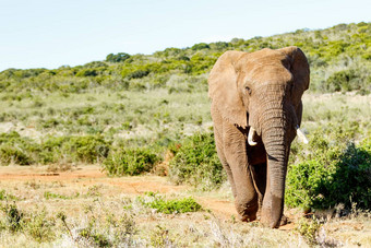非洲布什大象走