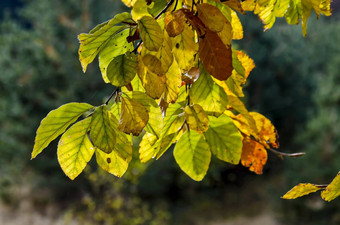 嫩枝阳光照射的金秋天的树叶vitosha