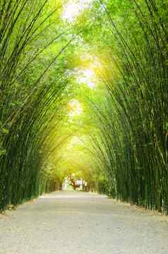 隧道竹子树