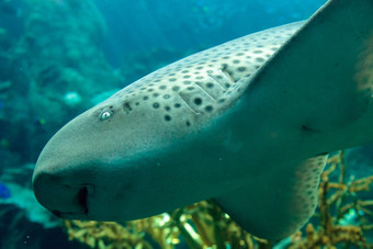 斑马鲨鱼stegostoma筋膜