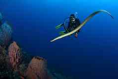 潜水员海蛇nderwater潜水图片海洋