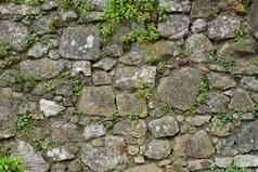 纹理灰色的石头墙覆盖地底植物