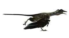 “始祖鸟”鸟恐龙运行渲染