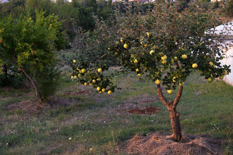 新鲜的成熟的绿色苹果树夏天日落花园