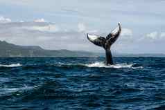 尾巴座头鲸鲸鱼