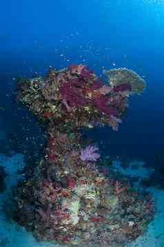 珊瑚生活潜水苏丹苏丹红色的海Safari