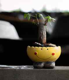 小树种植smiley-pot