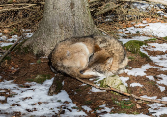 狼犬红斑狼疮冬天德国鹿公园