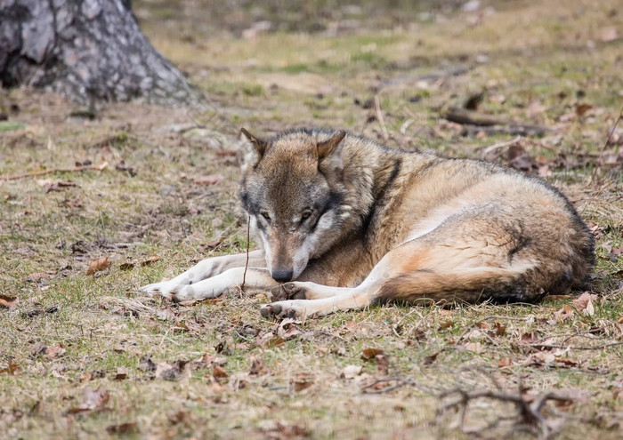 狼犬红斑狼疮德国鹿公园夏天