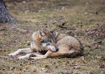 狼犬红斑狼疮德国鹿公园夏天