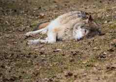 狼犬红斑狼疮德国鹿公园夏天