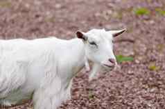 山羊在户外农场动物白色国内农村