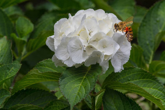 白色<strong>绣球花</strong>开花蜂蜜蜜蜂