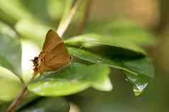 橙色蝶泳金牌马达加斯加热带雨林