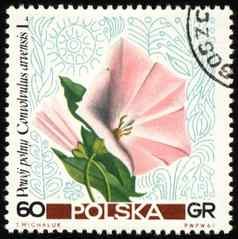 旋花植物帖子邮票