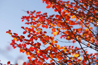 红色的彩色的秋天的落叶