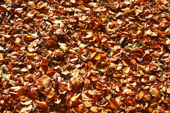 棕色（的）秋天叶子
