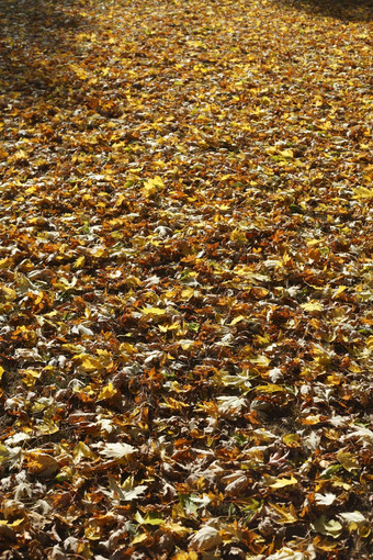 色彩斑斓的秋天叶子