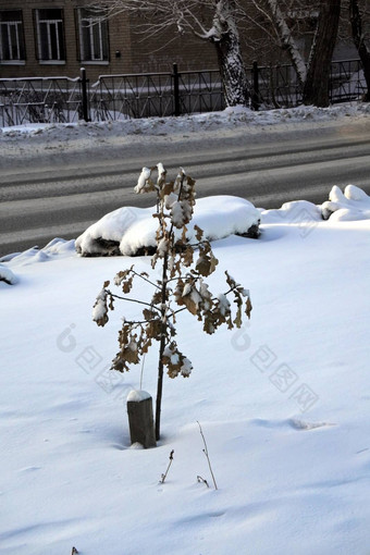 <strong>小树</strong>苗橡木毛茸茸<strong>的</strong>雪冬天南部乌拉尔俄罗斯