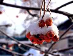分支罗文浆果覆盖新鲜的雪
