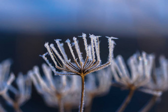 自然冬天味蕾植物覆盖雪花