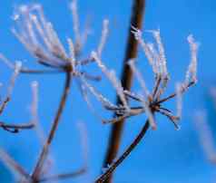 自然冬天味蕾植物覆盖雪花