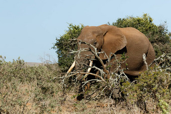 布什大象站分支树干